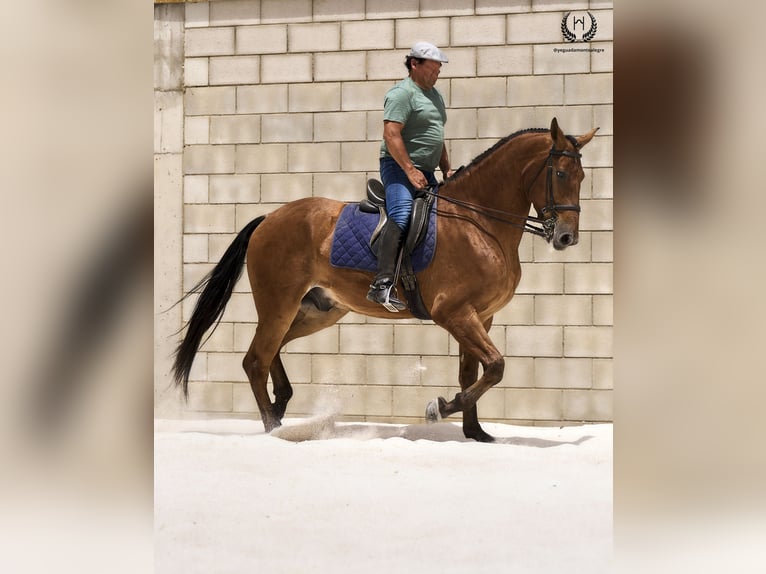 Cheval de sport espagnol Hongre 4 Ans 175 cm in Navalperal De Pinares