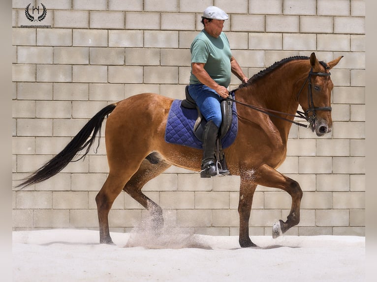 Cheval de sport espagnol Hongre 4 Ans 175 cm in Navalperal De Pinares