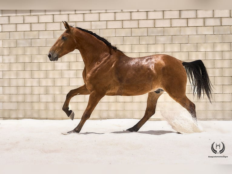 Cheval de sport espagnol Hongre 4 Ans 175 cm in Navalperal De Pinares