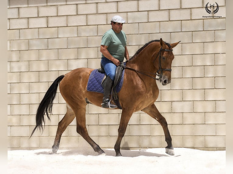 Cheval de sport espagnol Hongre 4 Ans 175 cm in Navalperal De Pinares