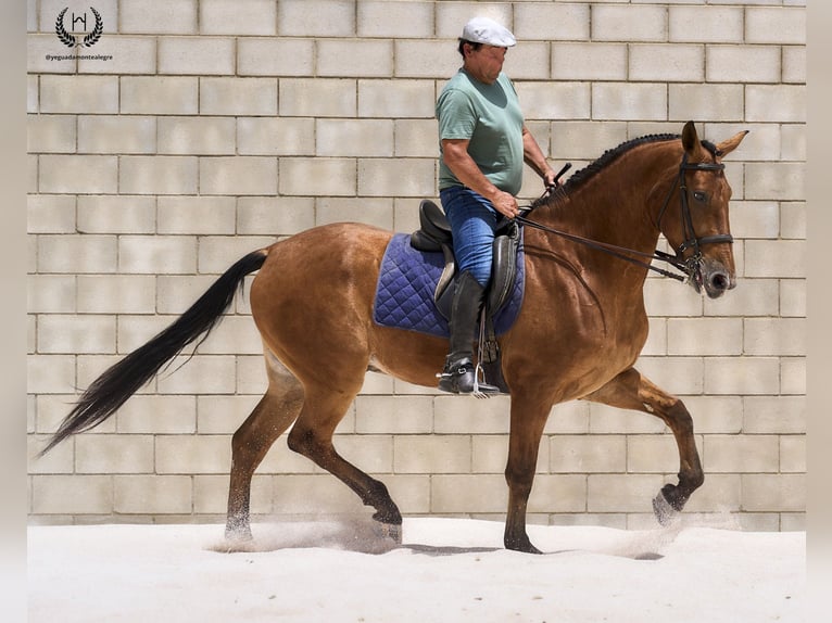 Cheval de sport espagnol Hongre 4 Ans 175 cm in Navalperal De Pinares