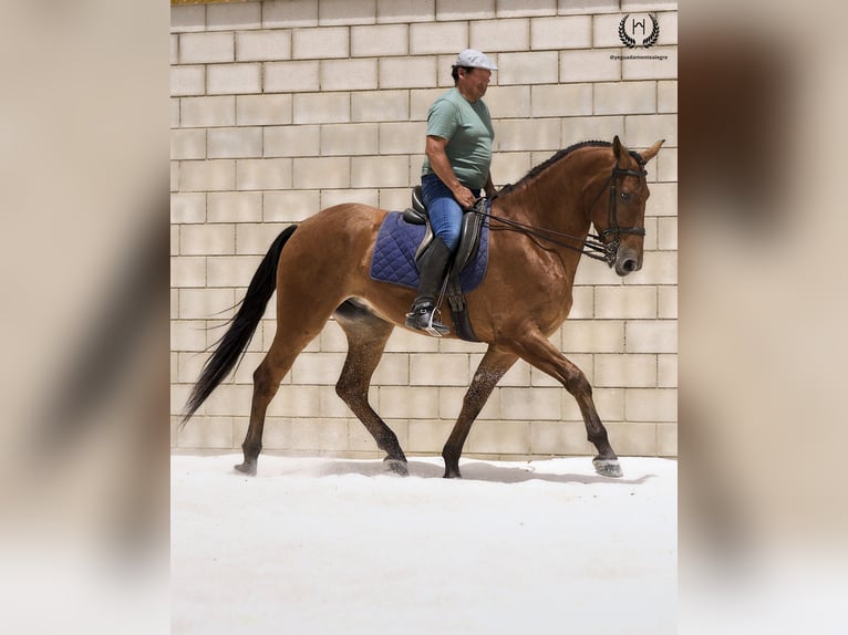 Cheval de sport espagnol Hongre 4 Ans 175 cm in Navalperal De Pinares