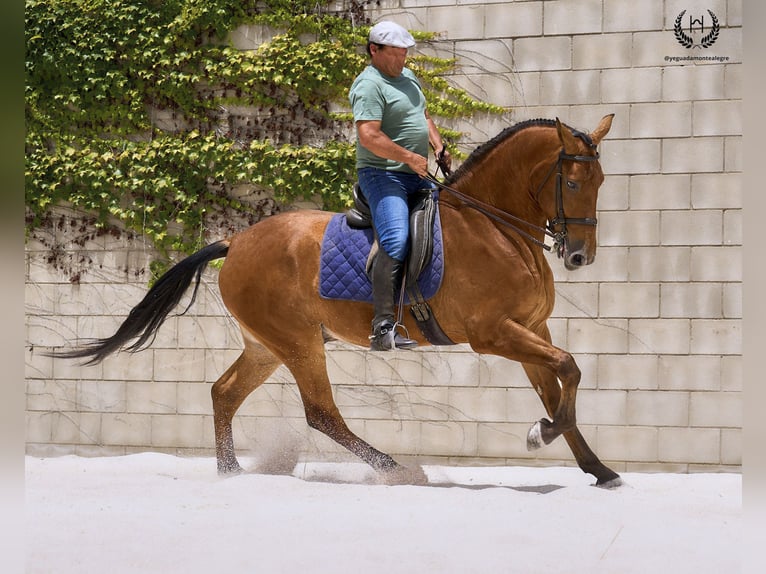 Cheval de sport espagnol Hongre 4 Ans 175 cm in Navalperal De Pinares