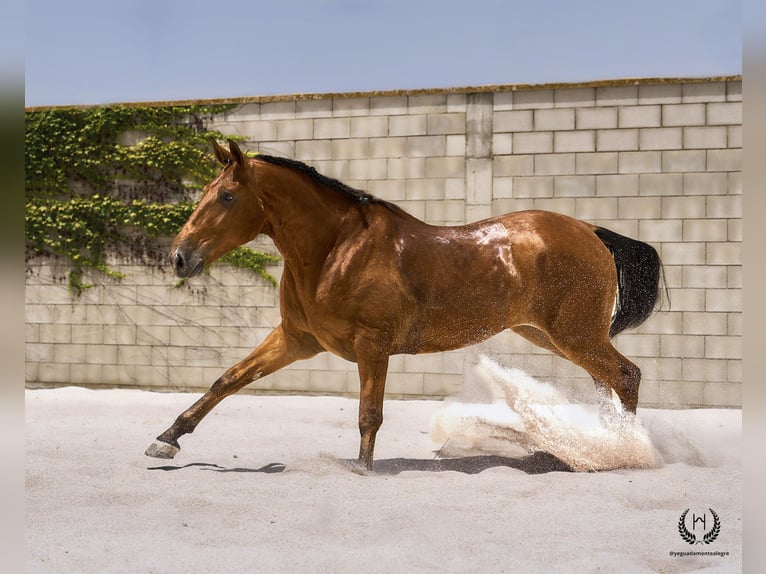 Cheval de sport espagnol Hongre 4 Ans 175 cm in Navalperal De Pinares