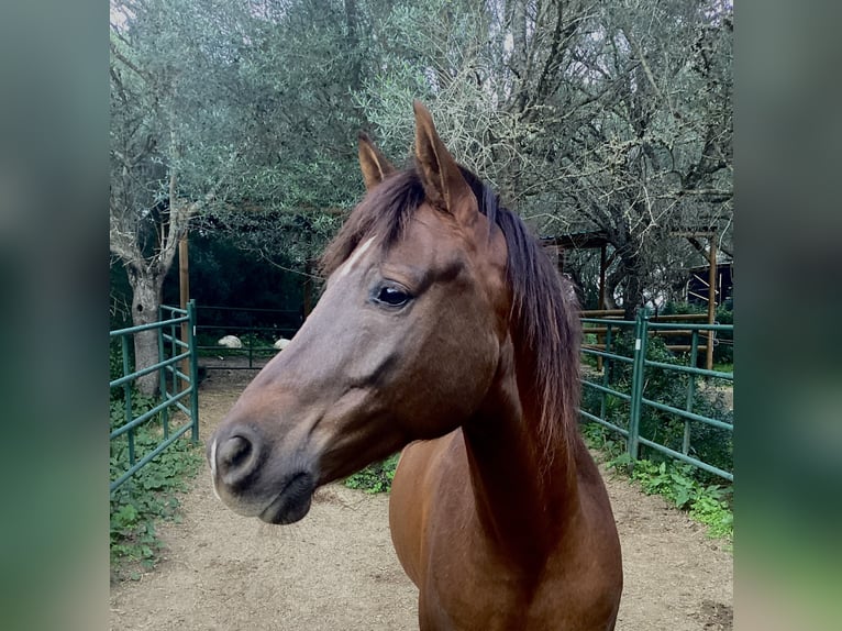 Cheval de sport espagnol Croisé Hongre 5 Ans 153 cm Alezan brûlé in Vejer