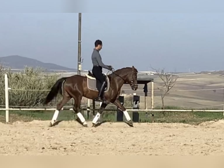 Cheval de sport espagnol Croisé Hongre 5 Ans 153 cm Alezan brûlé in Vejer