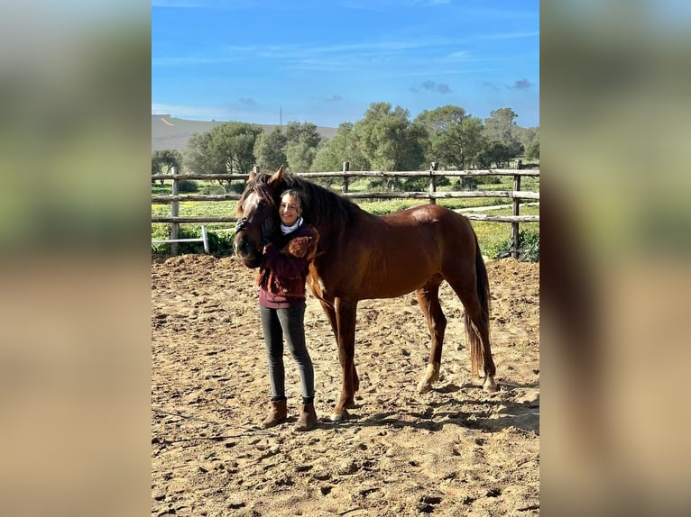 Cheval de sport espagnol Croisé Hongre 5 Ans 153 cm Alezan brûlé in Vejer