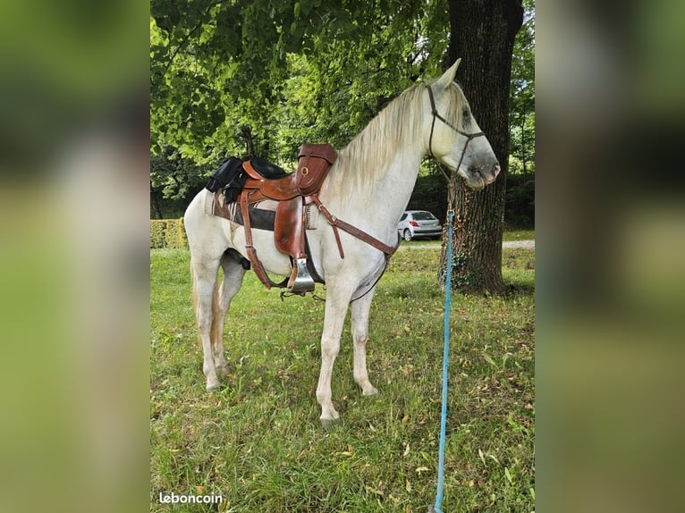 Cheval de sport espagnol Hongre 5 Ans 153 cm Blanc in tencin