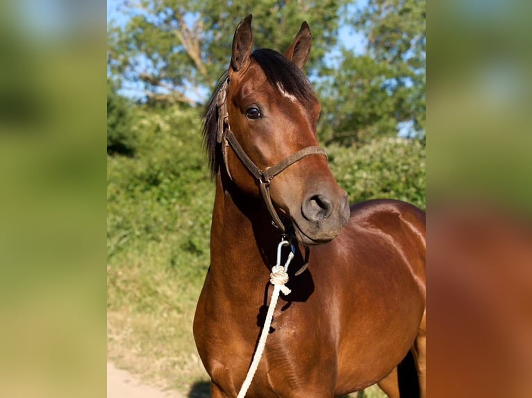 Cheval de sport espagnol Hongre 5 Ans 158 cm Bai in Cardedeu