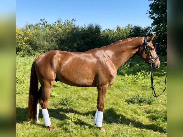 Cheval de sport espagnol Hongre 5 Ans 159 cm Alezan in Silleda (Casco Urbano)