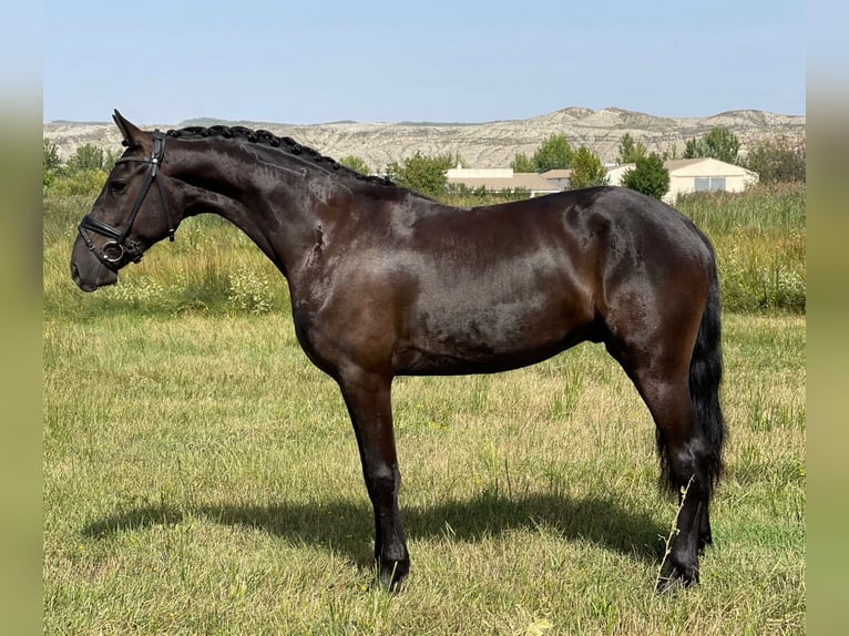 Cheval de sport espagnol Hongre 5 Ans 159 cm Noir in CalatayudCalatayud