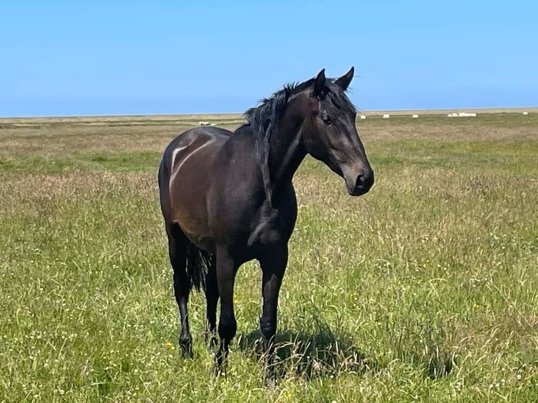 Cheval de sport espagnol Hongre 5 Ans 160 cm Bai brun in Süderlügum