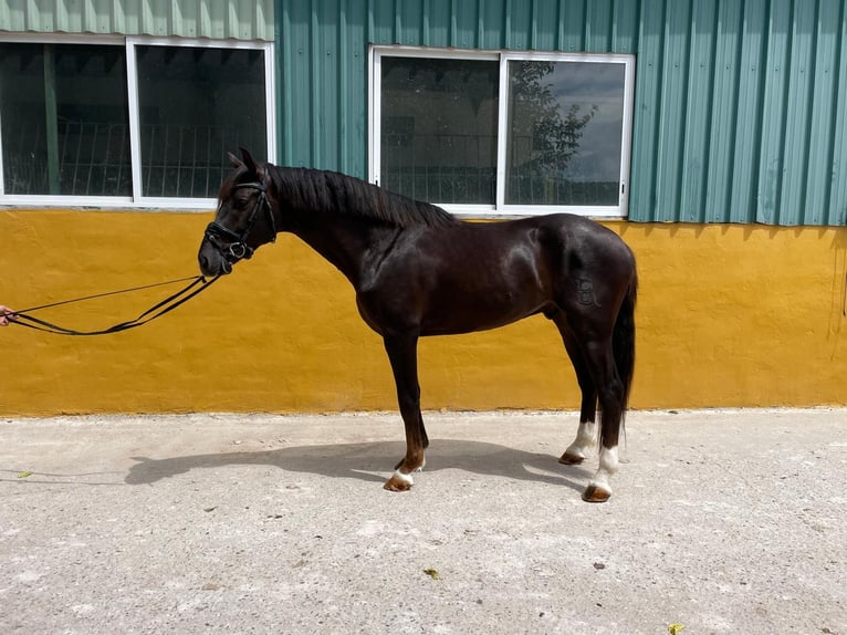 Cheval de sport espagnol Hongre 5 Ans 165 cm Alezan brûlé in Madrid