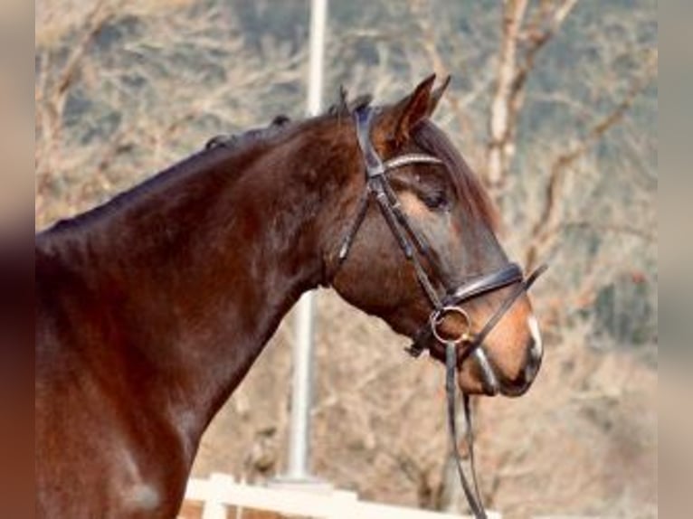 Cheval de sport espagnol Croisé Hongre 5 Ans 165 cm Bai cerise in Gijon