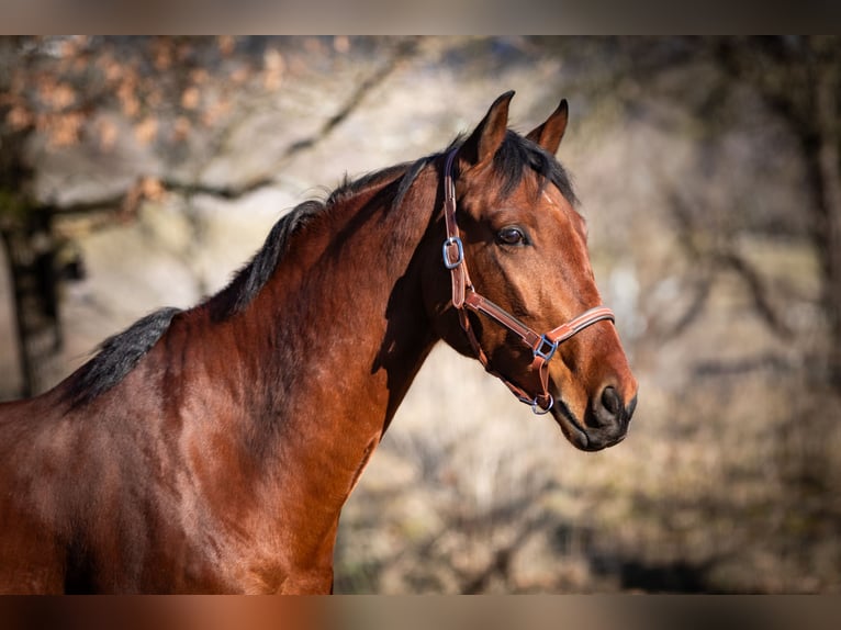 Cheval de sport espagnol Croisé Hongre 5 Ans 167 cm Bai in Aldingen