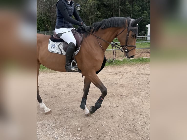 Cheval de sport espagnol Hongre 5 Ans 167 cm Bai clair in Ferrol