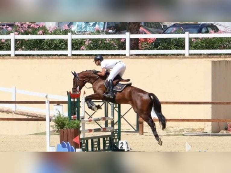 Cheval de sport espagnol Hongre 5 Ans 168 cm Bai in Jerez De La Frontera
