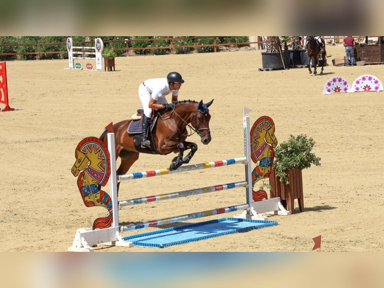 Cheval de sport espagnol Hongre 5 Ans 168 cm Bai in Jerez De La Frontera