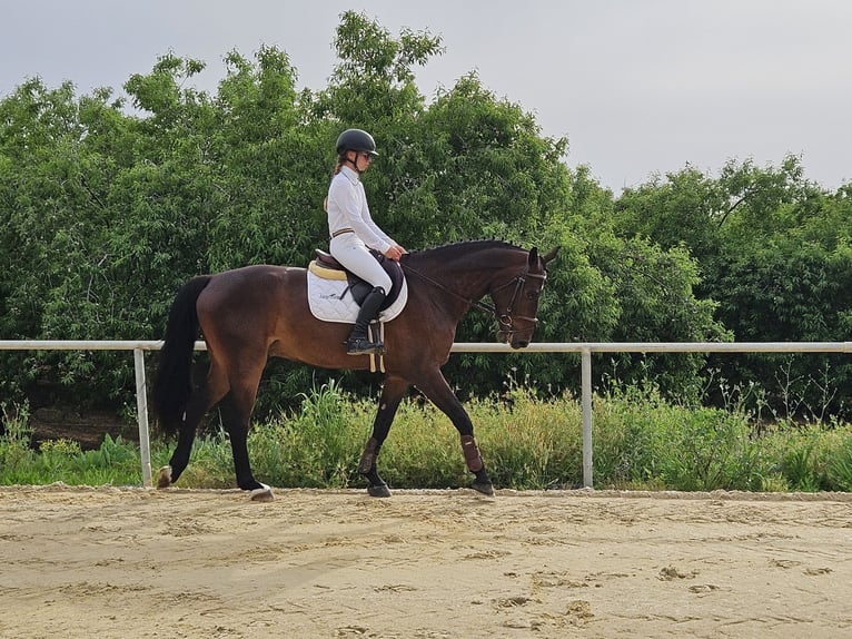 Cheval de sport espagnol Hongre 5 Ans 168 cm Bai in Jerez De La Frontera