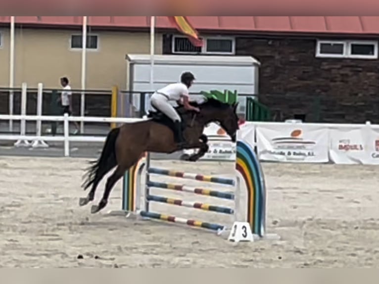 Cheval de sport espagnol Hongre 5 Ans 176 cm Bai in Brunete