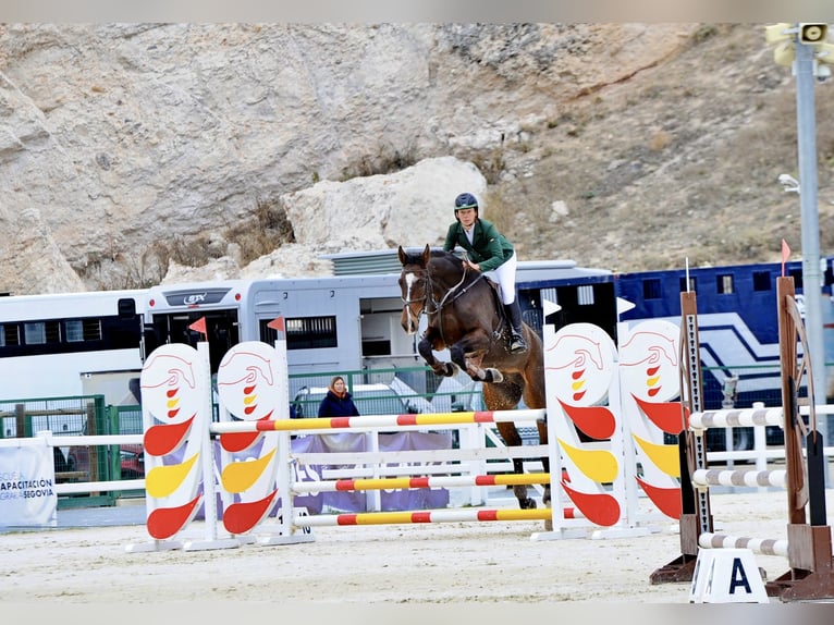 Cheval de sport espagnol Hongre 5 Ans 176 cm Bai in Brunete