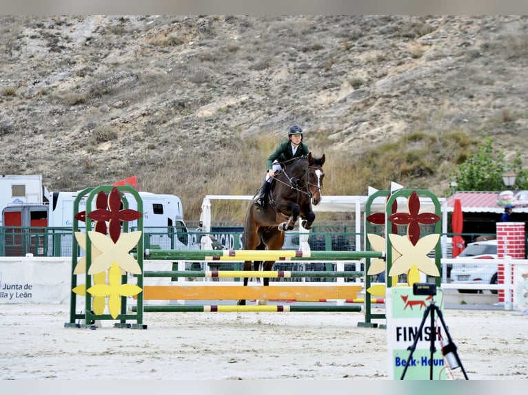 Cheval de sport espagnol Hongre 5 Ans 176 cm Bai in Brunete