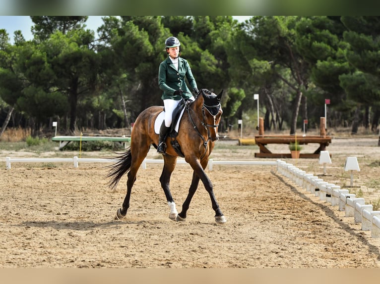 Cheval de sport espagnol Hongre 5 Ans 176 cm Bai in Brunete