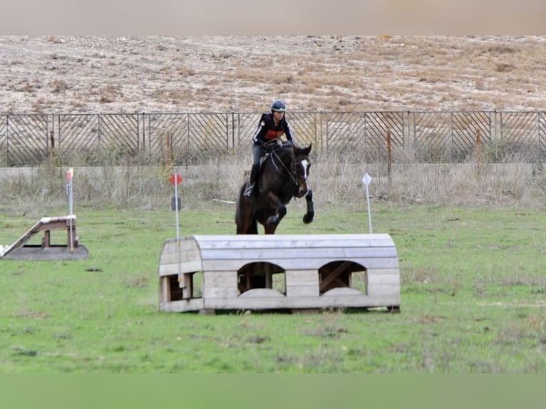 Cheval de sport espagnol Hongre 5 Ans 176 cm Bai in Brunete