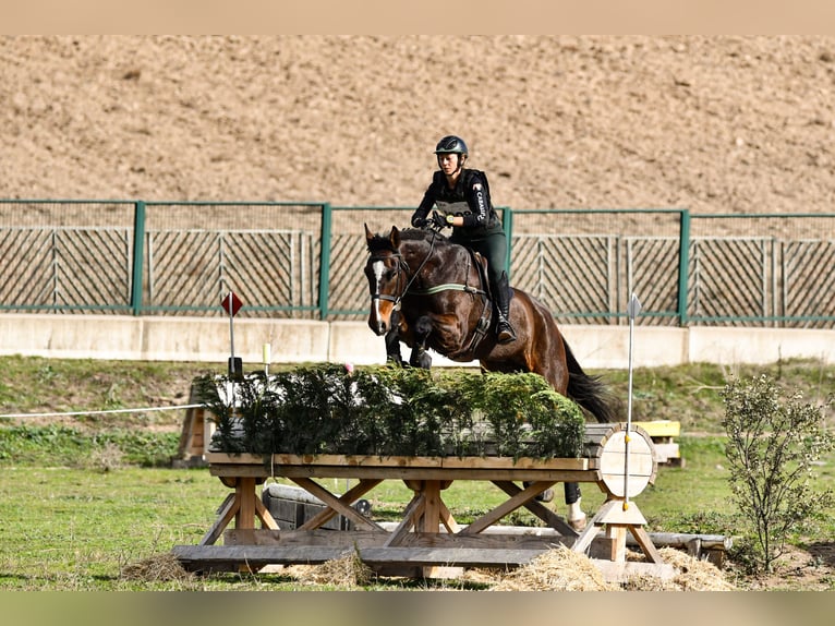 Cheval de sport espagnol Hongre 5 Ans 176 cm Bai in Brunete