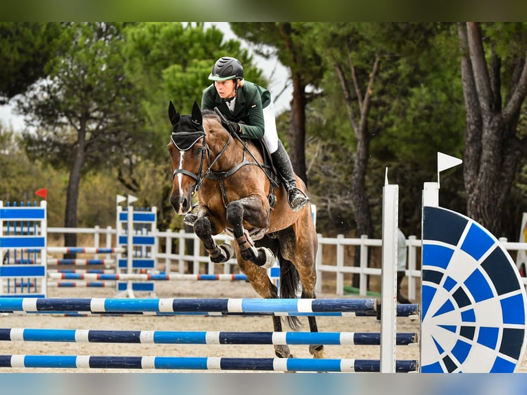 Cheval de sport espagnol Hongre 5 Ans 176 cm Bai in Brunete