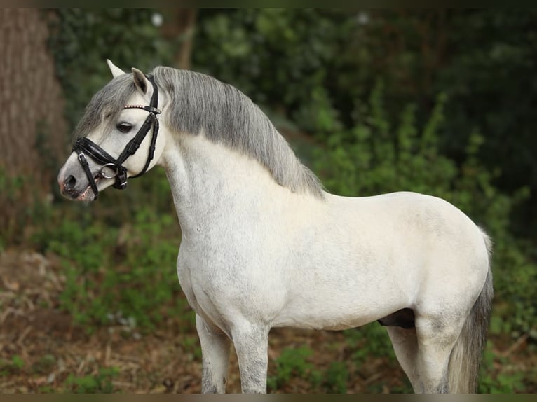 Cheval de sport espagnol Croisé Hongre 6 Ans 118 cm Gris in Aalten