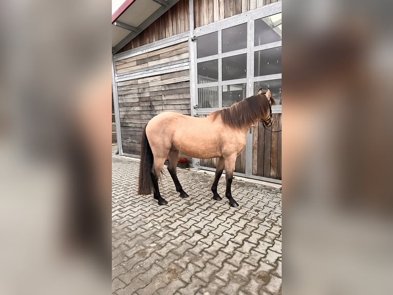 Cheval de sport espagnol Hongre 6 Ans 148 cm Buckskin in Leipzig
