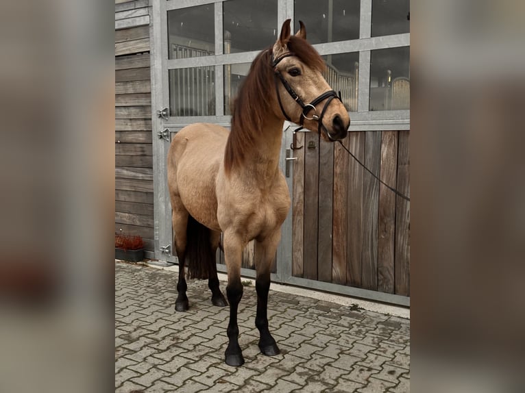 Cheval de sport espagnol Hongre 6 Ans 148 cm Buckskin in Leipzig