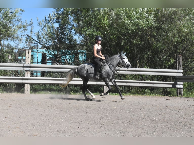 Cheval de sport espagnol Hongre 6 Ans 148 cm Gris pommelé in Arnstorf