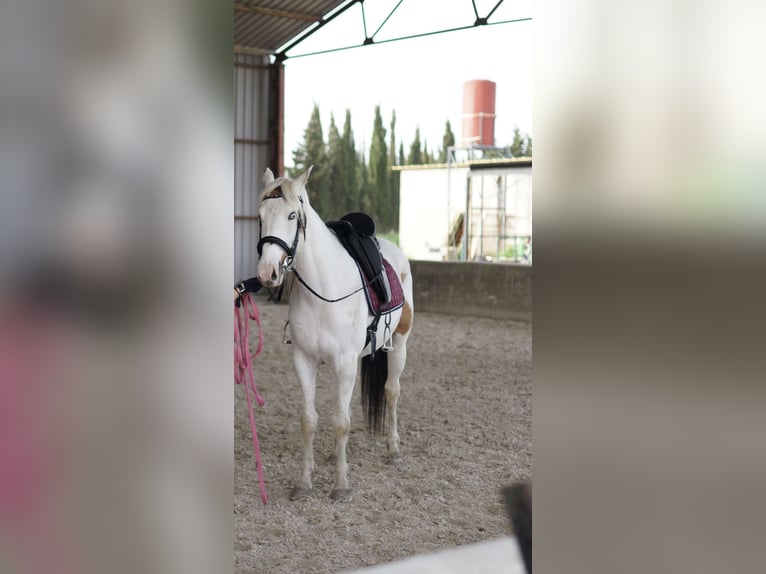 Cheval de sport espagnol Hongre 6 Ans 158 cm Pinto in Zaragoza