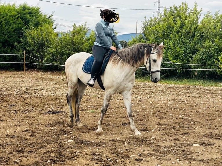 Cheval de sport espagnol Hongre 6 Ans 160 cm Gris pommelé in Sainte Cécile les vignes