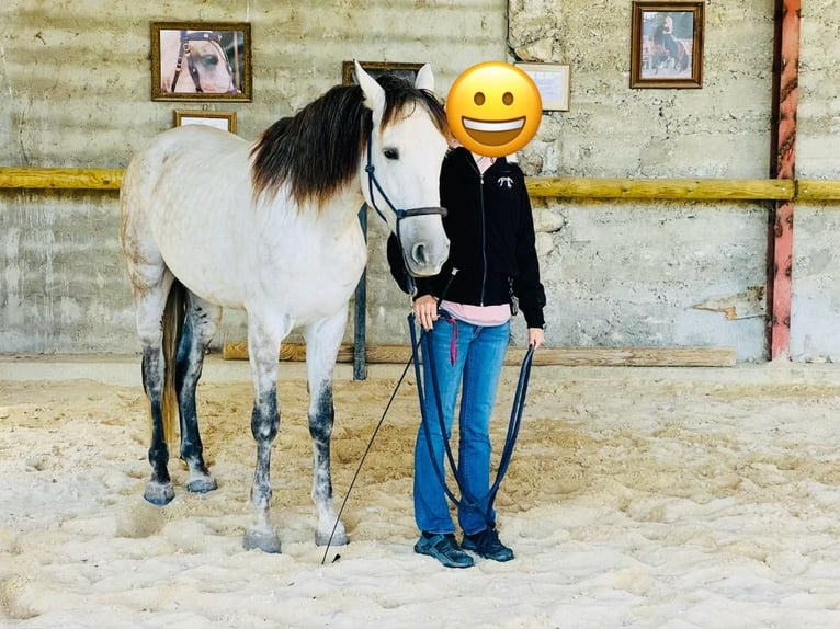 Cheval de sport espagnol Hongre 6 Ans 160 cm Gris pommelé in Sainte Cécile les vignes