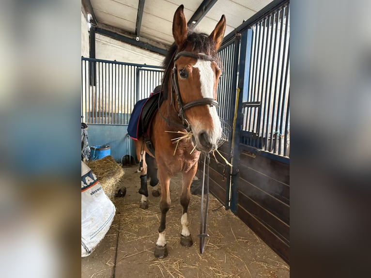 Cheval de sport espagnol Hongre 6 Ans 162 cm Bai in Salamanca