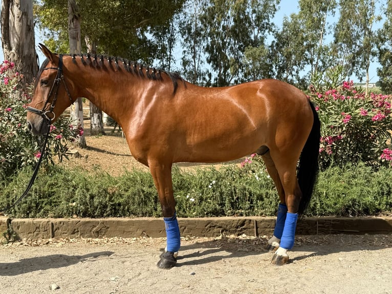Cheval de sport espagnol Hongre 6 Ans 163 cm Bai cerise in Huelva