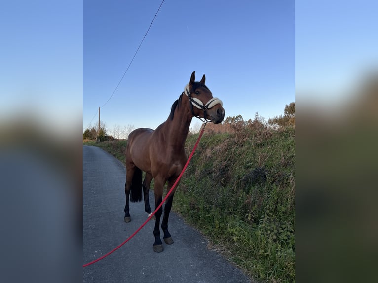 Cheval de sport espagnol Hongre 6 Ans 163 cm Bai clair in Sombreu