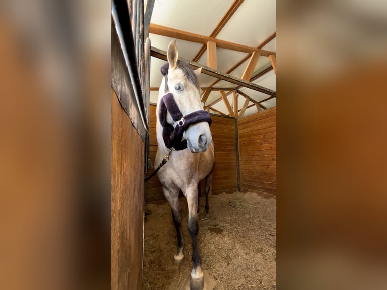 Cheval de sport espagnol Hongre 6 Ans 163 cm Gris in Montecolorado (Urbanizacion)