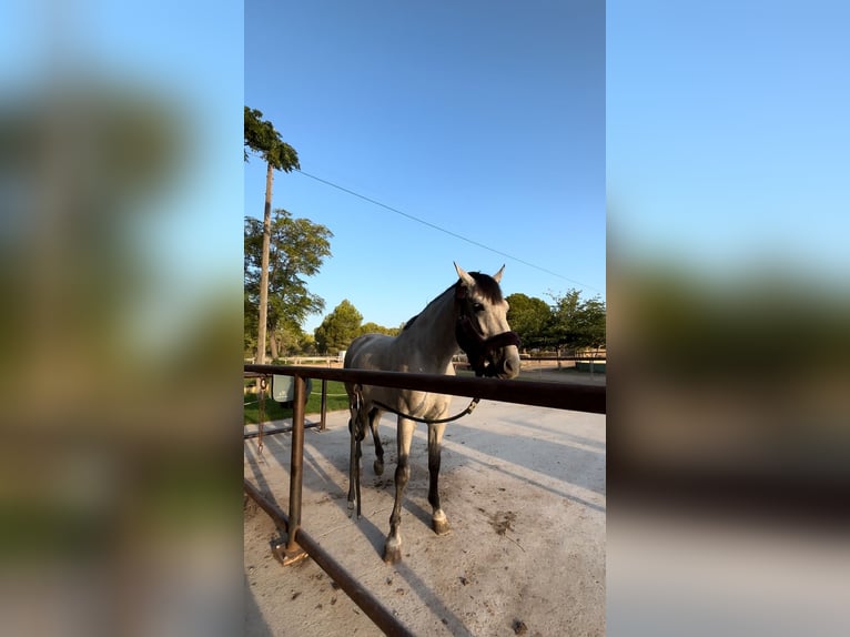 Cheval de sport espagnol Hongre 6 Ans 163 cm Gris in Montecolorado (Urbanizacion)