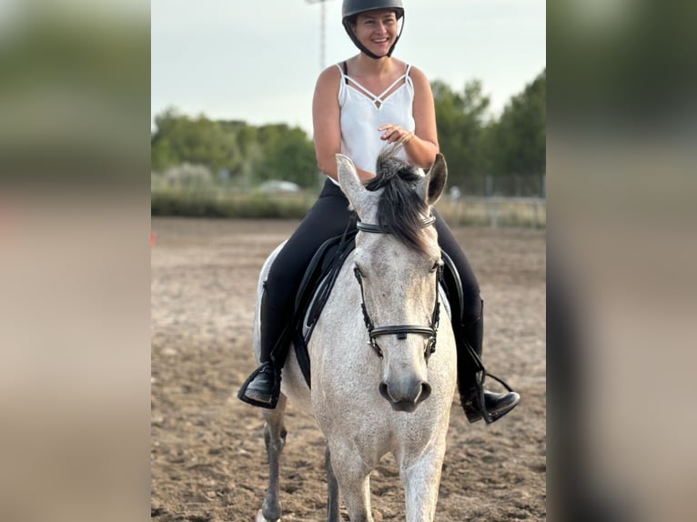 Cheval de sport espagnol Hongre 6 Ans 163 cm Gris in Montecolorado (Urbanizacion)