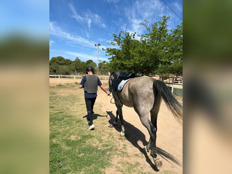 Cheval de sport espagnol Hongre 6 Ans 163 cm Gris in Montecolorado (Urbanizacion)