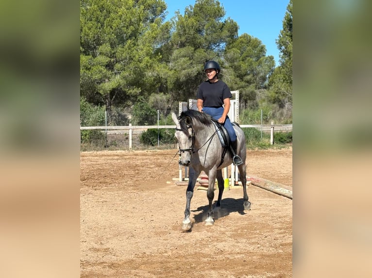 Cheval de sport espagnol Hongre 6 Ans 163 cm Gris in Montecolorado (Urbanizacion)