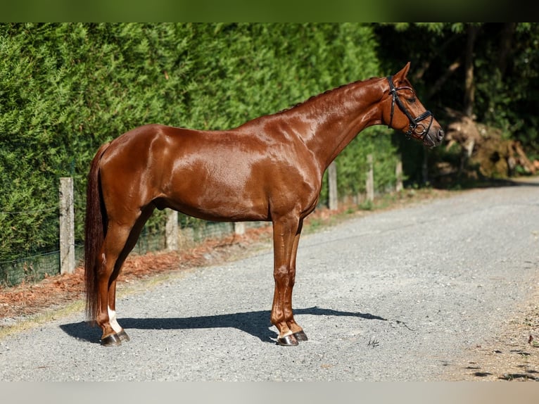 Cheval de sport espagnol Hongre 6 Ans 165 cm Alezan in Silleda (Casco Urbano)