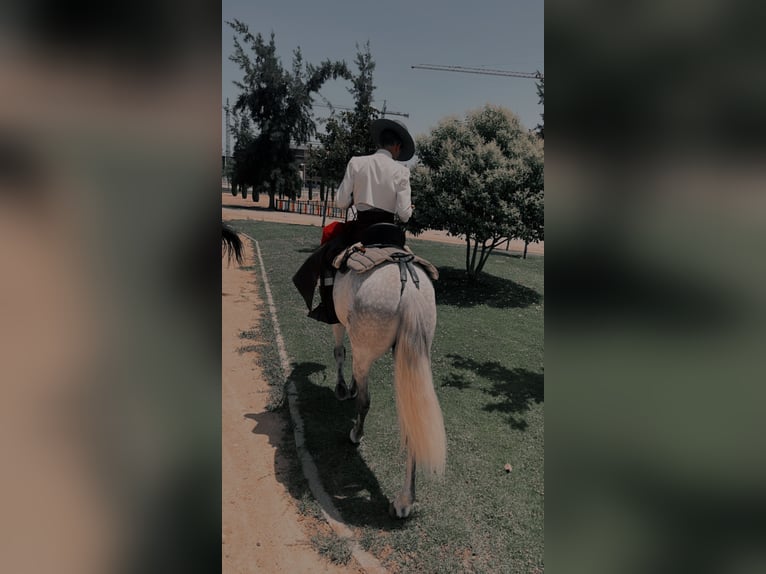 Cheval de sport espagnol Hongre 6 Ans 165 cm Gris in Jardinito, El (Cordoba) (Finca)Córdoba