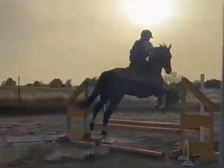 Cheval de sport espagnol Hongre 6 Ans 168 cm Alezan brûlé in Sevilla la nueva