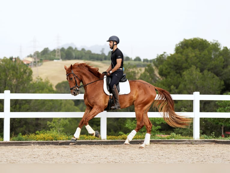 Cheval de sport espagnol Hongre 6 Ans 168 cm Alezan in Sant Cugat Del Valles