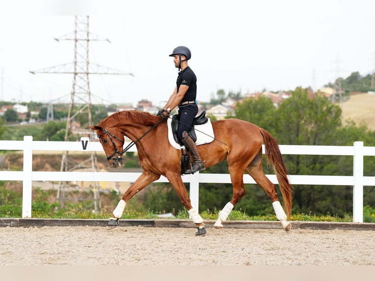 Cheval de sport espagnol Hongre 6 Ans 168 cm Alezan in Sant Cugat Del Valles